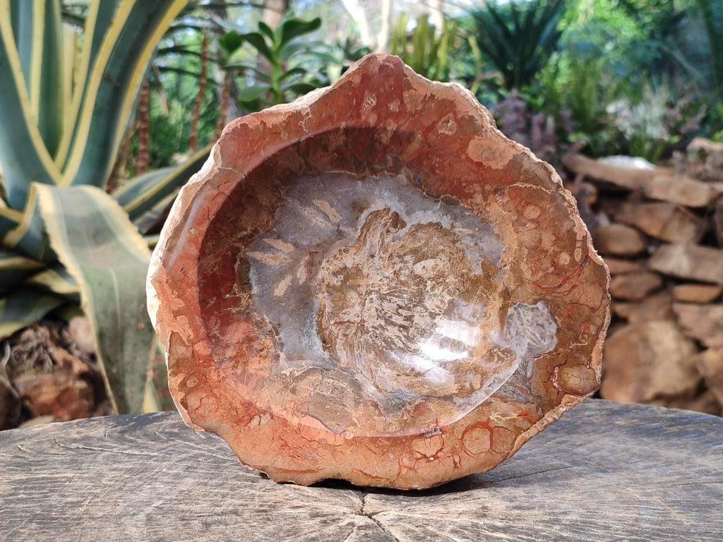 Polished Large Podocarpus Petrified Wood Astray x 1 From Mahajanga, Madagascar - Toprock Gemstones and Minerals 