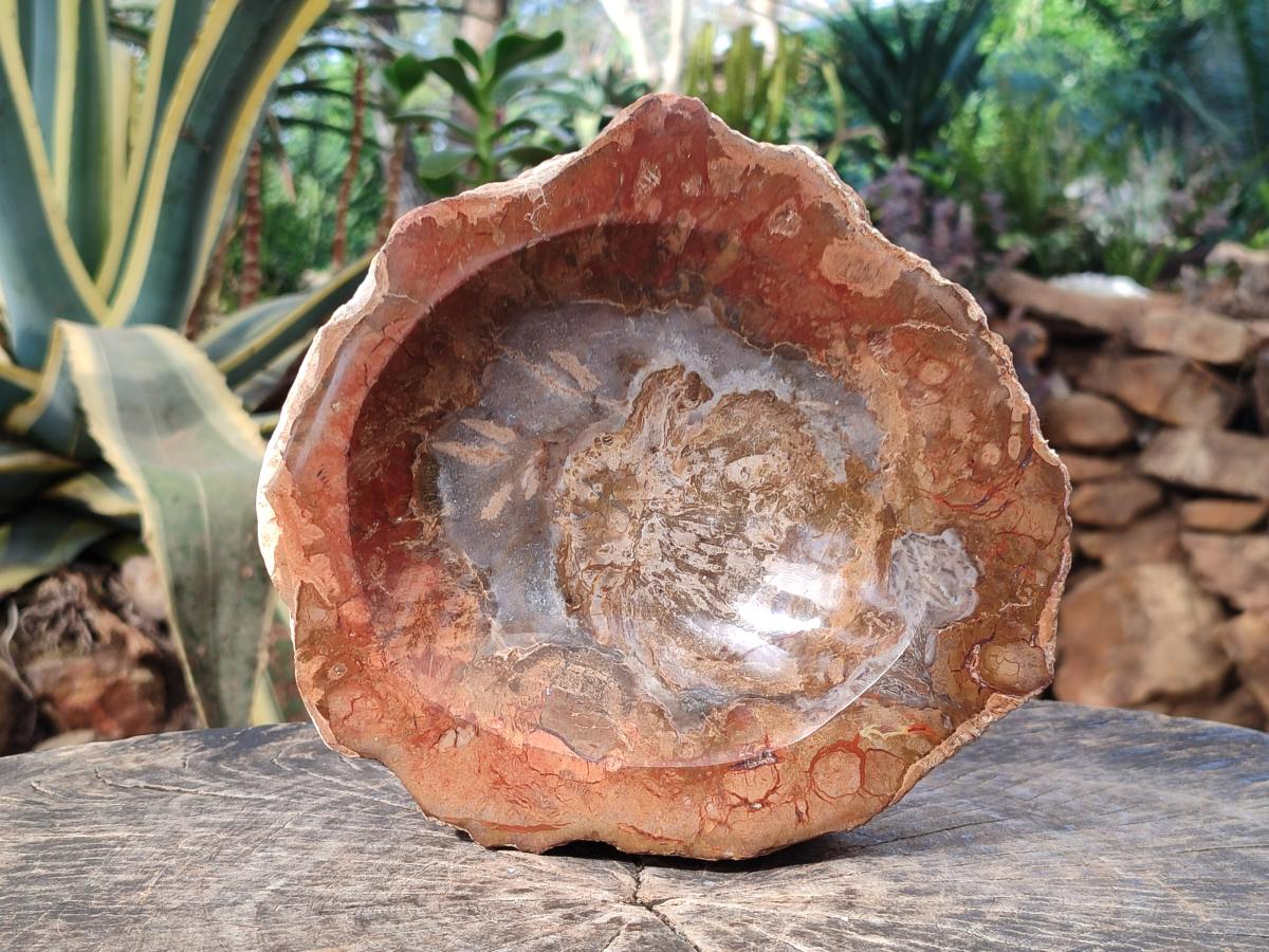 Polished Large Podocarpus Petrified Wood Astray x 1 From Mahajanga, Madagascar - Toprock Gemstones and Minerals 