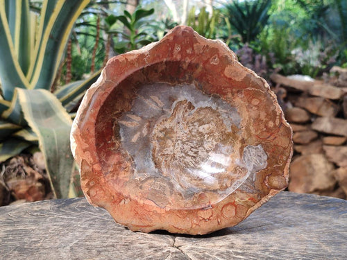 Polished Large Podocarpus Petrified Wood Astray x 1 From Mahajanga, Madagascar - Toprock Gemstones and Minerals 