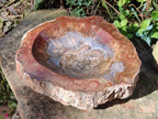 Polished Large Podocarpus Petrified Wood Astray x 1 From Mahajanga, Madagascar - Toprock Gemstones and Minerals 