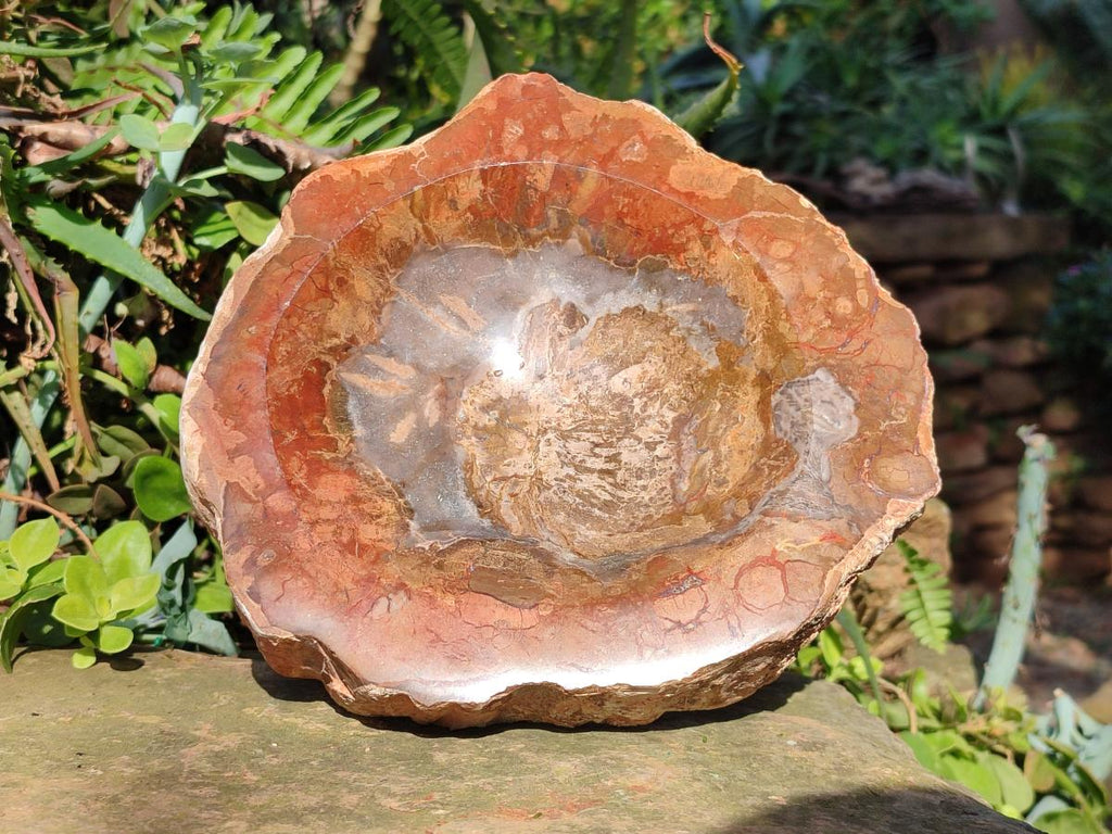 Polished Large Podocarpus Petrified Wood Astray x 1 From Mahajanga, Madagascar - Toprock Gemstones and Minerals 