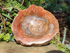 Polished Large Podocarpus Petrified Wood Astray x 1 From Mahajanga, Madagascar - Toprock Gemstones and Minerals 
