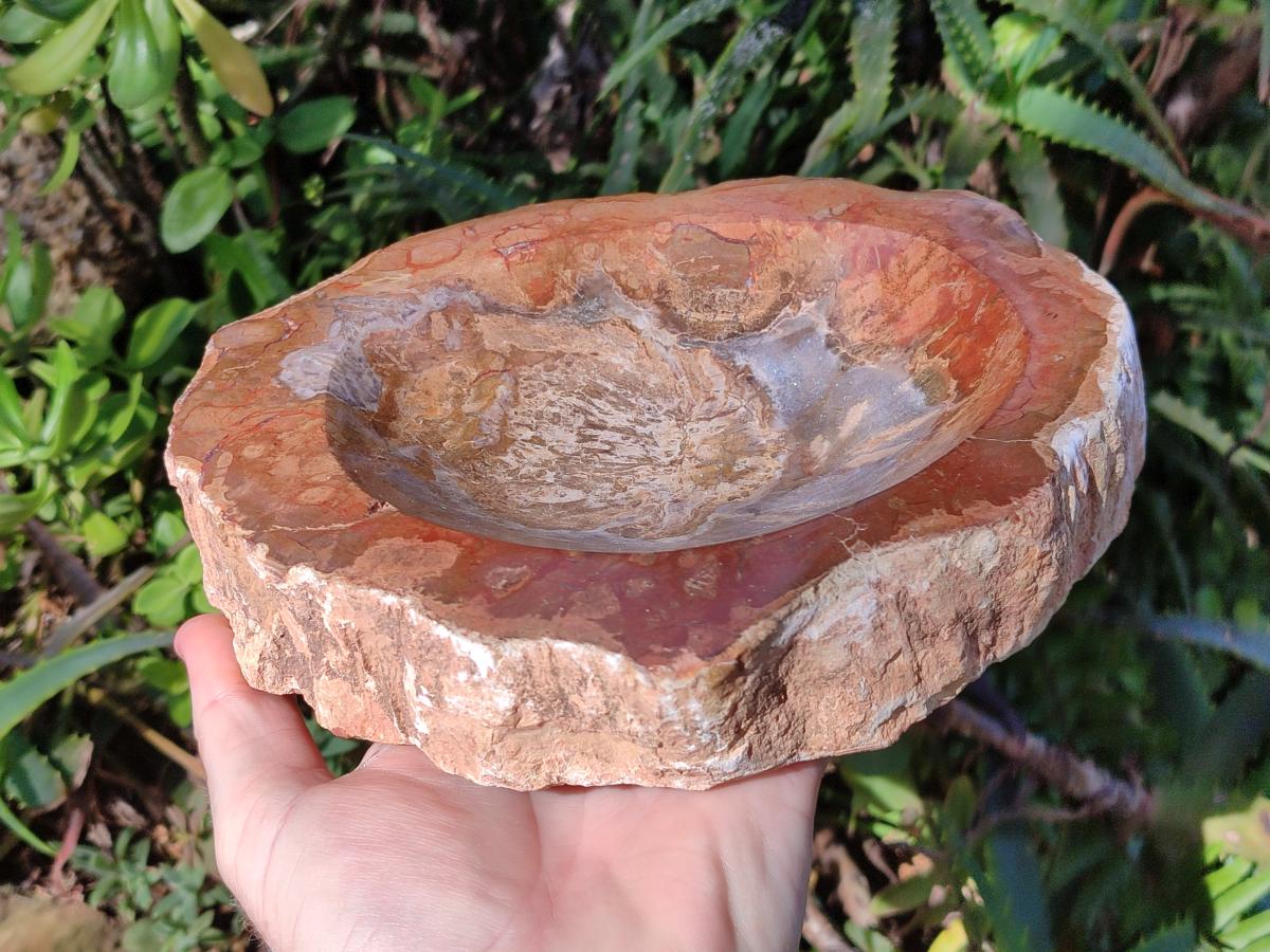 Polished Large Podocarpus Petrified Wood Astray x 1 From Mahajanga, Madagascar - Toprock Gemstones and Minerals 