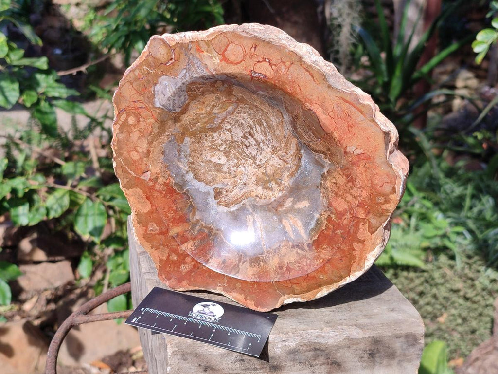 Polished Large Podocarpus Petrified Wood Astray x 1 From Mahajanga, Madagascar - Toprock Gemstones and Minerals 