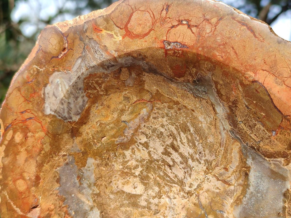 Polished Large Podocarpus Petrified Wood Astray x 1 From Mahajanga, Madagascar - Toprock Gemstones and Minerals 