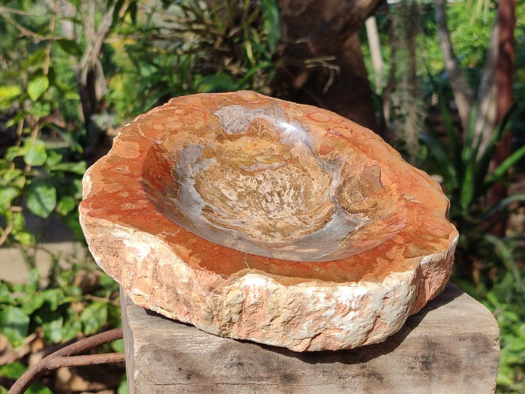 Polished Large Podocarpus Petrified Wood Astray x 1 From Mahajanga, Madagascar - Toprock Gemstones and Minerals 