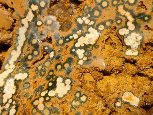 Polished One Side XXL Yellow Orbicular Ocean Jasper Display Piece x 1 From Northwest Coast, Madagascar - Toprock Gemstones and Minerals 