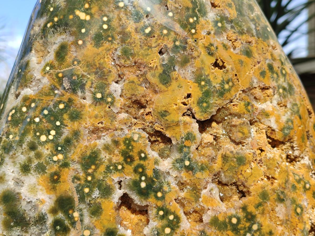 Polished One Side XXL Yellow Orbicular Ocean Jasper Display Piece x 1 From Northwest Coast, Madagascar - Toprock Gemstones and Minerals 