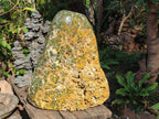 Polished One Side XXL Yellow Orbicular Ocean Jasper Display Piece x 1 From Northwest Coast, Madagascar - Toprock Gemstones and Minerals 