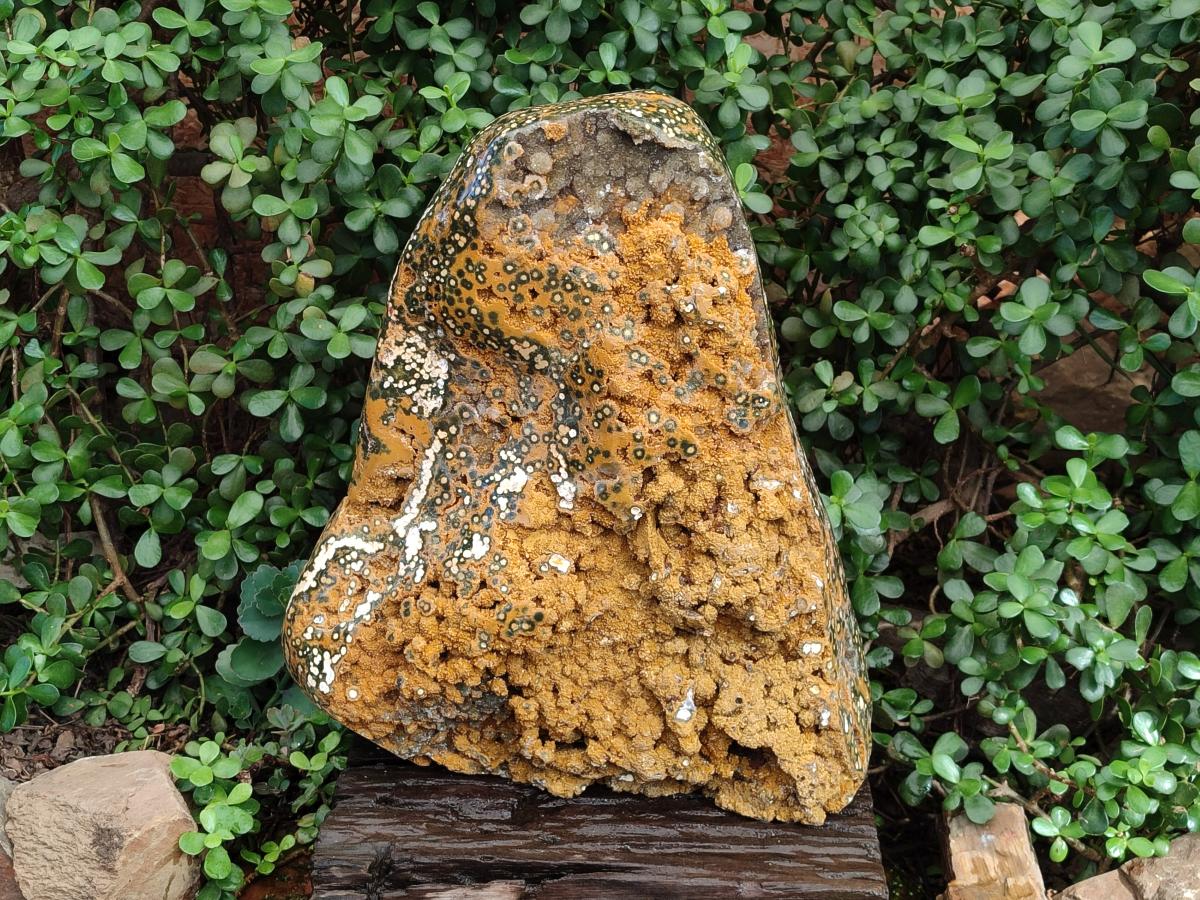 Polished One Side XXL Yellow Orbicular Ocean Jasper Display Piece x 1 From Northwest Coast, Madagascar - Toprock Gemstones and Minerals 