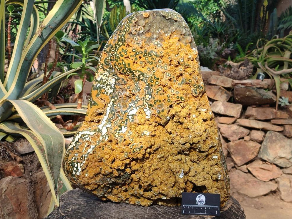 Polished One Side XXL Yellow Orbicular Ocean Jasper Display Piece x 1 From Northwest Coast, Madagascar - Toprock Gemstones and Minerals 