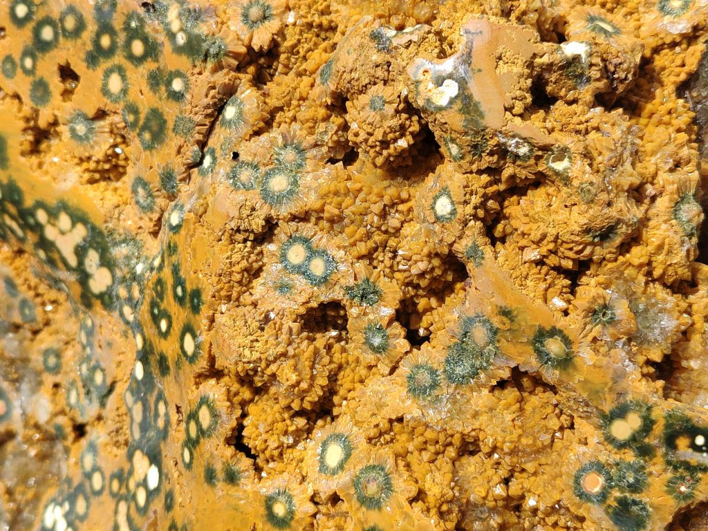 Polished One Side XXL Yellow Orbicular Ocean Jasper Display Piece x 1 From Northwest Coast, Madagascar - Toprock Gemstones and Minerals 