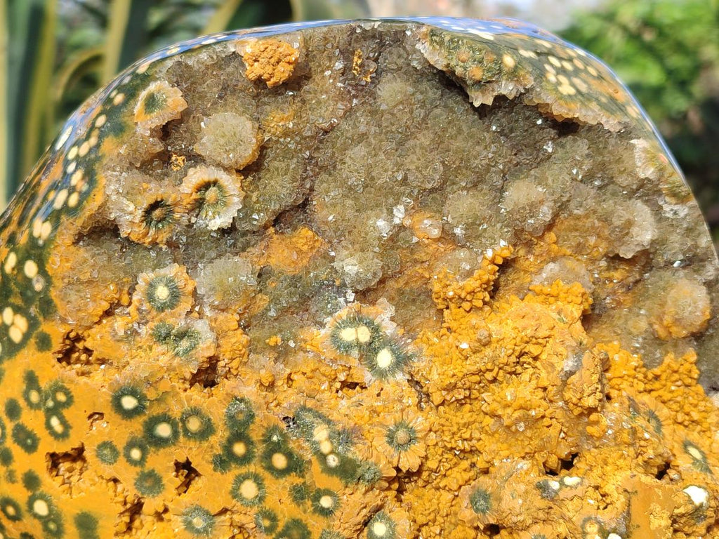 Polished One Side XXL Yellow Orbicular Ocean Jasper Display Piece x 1 From Northwest Coast, Madagascar - Toprock Gemstones and Minerals 