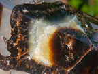 Polished Septerye Sauvage "Dragons Display Crystals"x 2 From Mahajanga, Madagascar - Toprock Gemstones and Minerals 