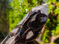 Polished Septerye Sauvage "Dragons Display Crystals"x 2 From Mahajanga, Madagascar - Toprock Gemstones and Minerals 