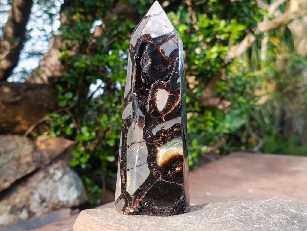 Polished Septerye Sauvage "Dragons Display Crystals"x 2 From Mahajanga, Madagascar - Toprock Gemstones and Minerals 