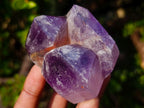 Polished Window Amethyst Crystals x 7 From Akansobe, Madagascar - Toprock Gemstones and Minerals 