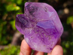 Polished Window Amethyst Crystals x 7 From Akansobe, Madagascar - Toprock Gemstones and Minerals 