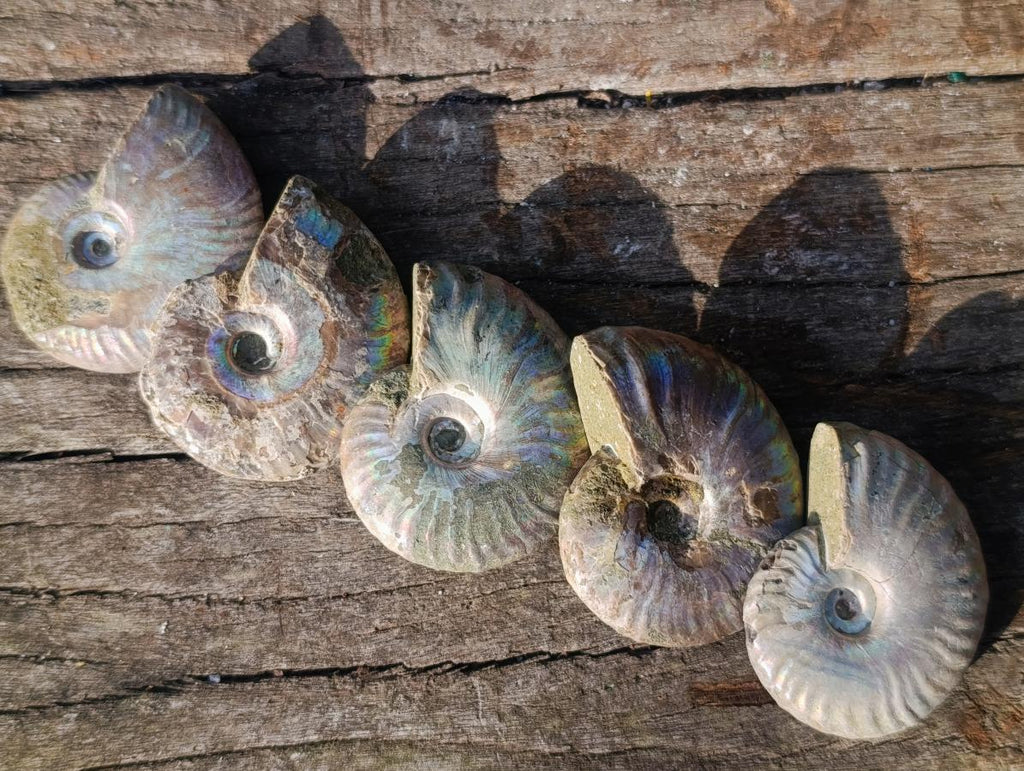 Natural Opalized Cleoniceras Ammonite Fossils x 24 From Tulear, Madagascar - Toprock Gemstones and Minerals 