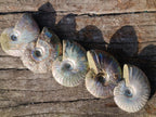 Natural Opalized Cleoniceras Ammonite Fossils x 24 From Tulear, Madagascar - Toprock Gemstones and Minerals 