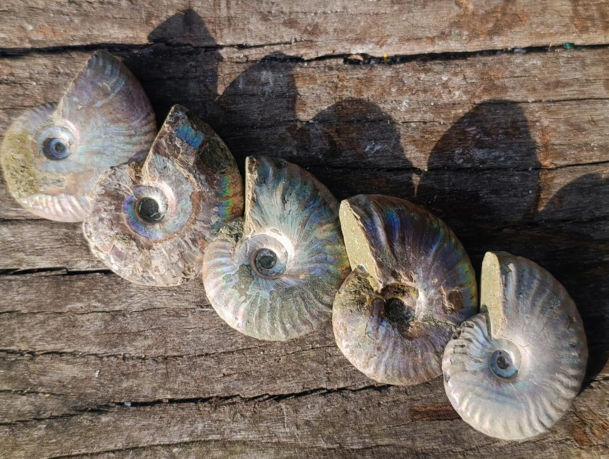 Natural Opalized Cleoniceras Ammonite Fossils x 24 From Tulear, Madagascar - Toprock Gemstones and Minerals 