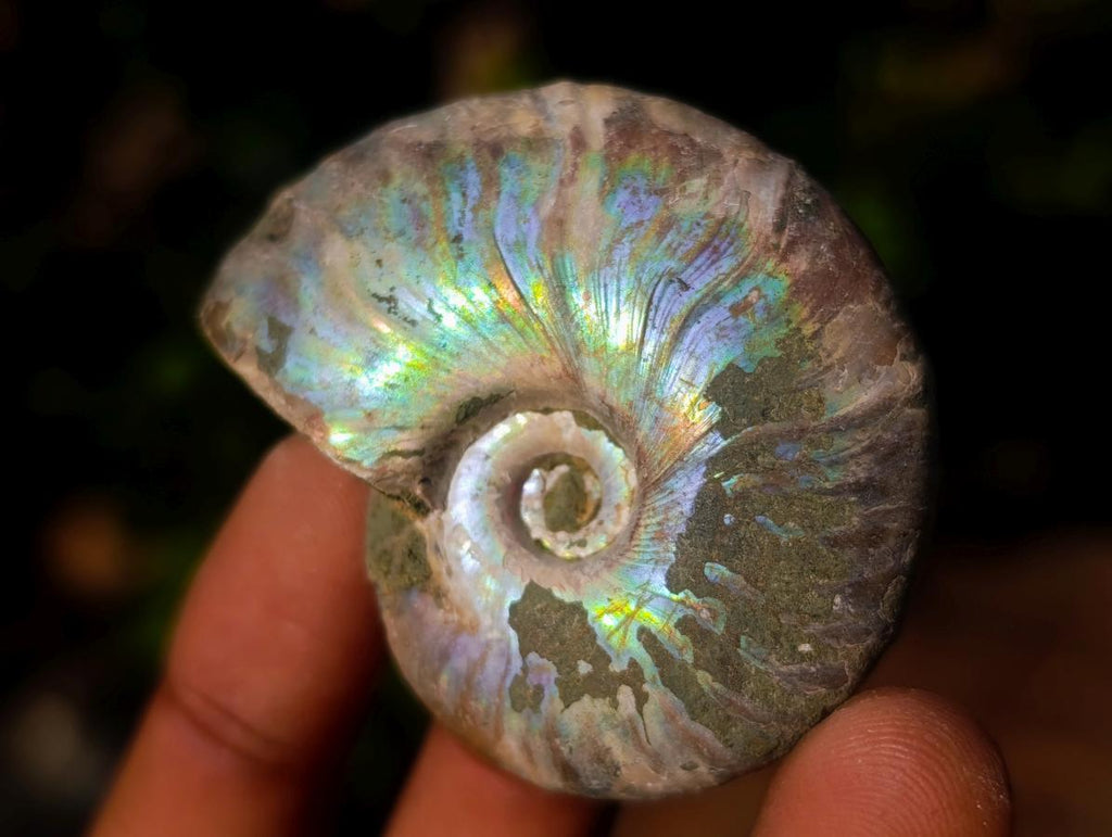 Natural Opalized Cleoniceras Ammonite Fossils x 24 From Tulear, Madagascar - Toprock Gemstones and Minerals 