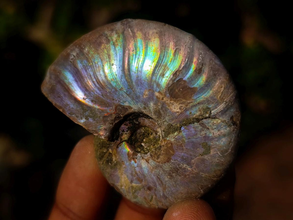 Natural Opalized Cleoniceras Ammonite Fossils x 24 From Tulear, Madagascar - Toprock Gemstones and Minerals 