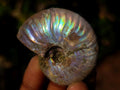Natural Opalized Cleoniceras Ammonite Fossils x 24 From Tulear, Madagascar - Toprock Gemstones and Minerals 