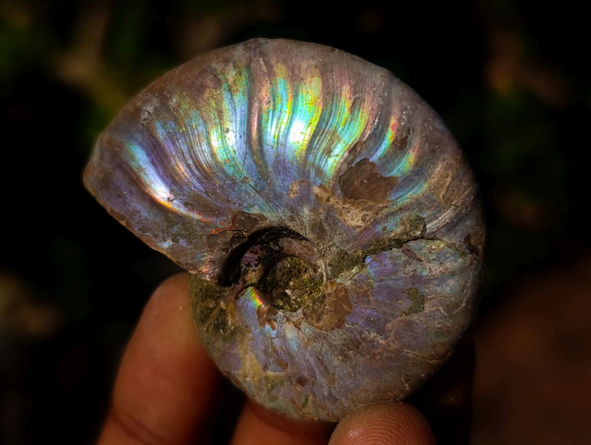 Natural Opalized Cleoniceras Ammonite Fossils x 24 From Tulear, Madagascar - Toprock Gemstones and Minerals 