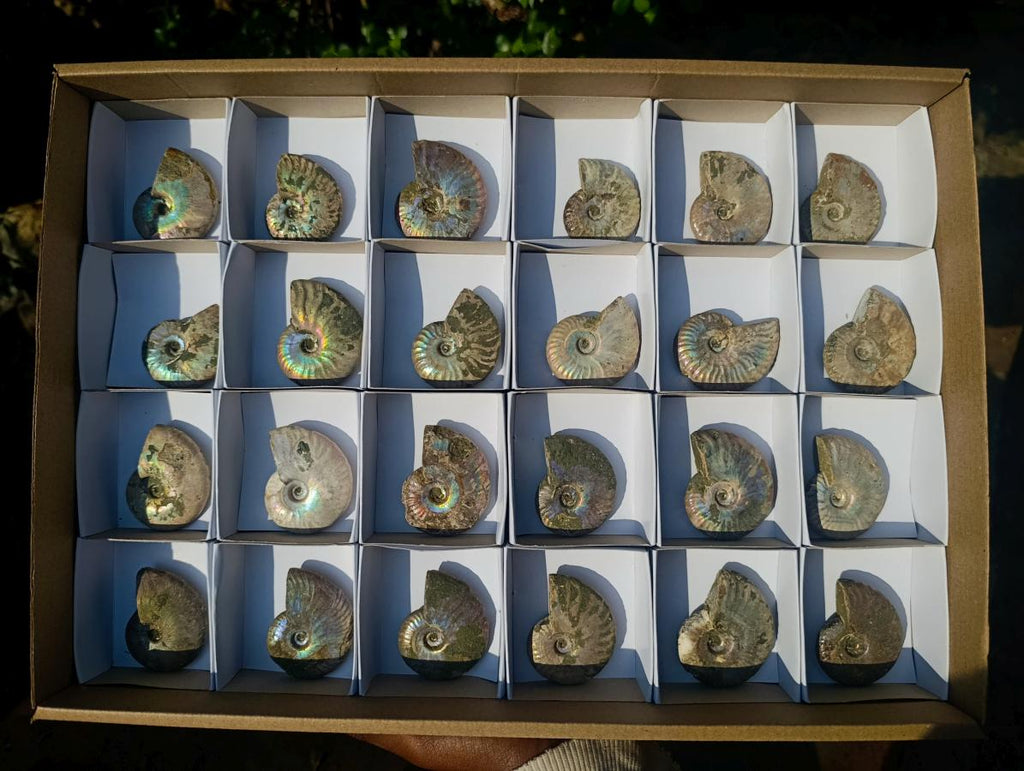 Natural Opalized Cleoniceras Ammonite Fossils x 24 From Tulear, Madagascar - Toprock Gemstones and Minerals 