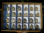 Natural Opalized Cleoniceras Ammonite Fossils x 24 From Tulear, Madagascar - Toprock Gemstones and Minerals 