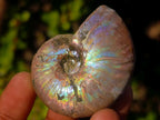 Natural Opalized Cleoniceras Ammonite Fossils x 24 From Tulear, Madagascar - Toprock Gemstones and Minerals 