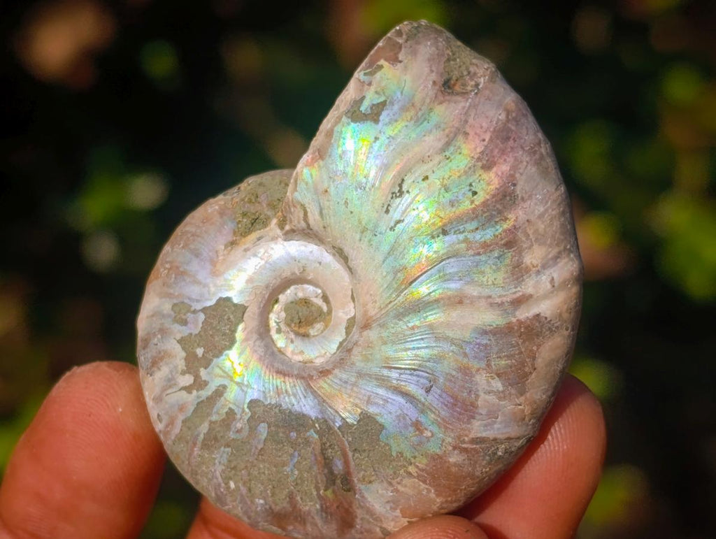 Natural Opalized Cleoniceras Ammonite Fossils x 24 From Tulear, Madagascar - Toprock Gemstones and Minerals 