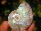 Natural Opalized Cleoniceras Ammonite Fossils x 24 From Tulear, Madagascar - Toprock Gemstones and Minerals 