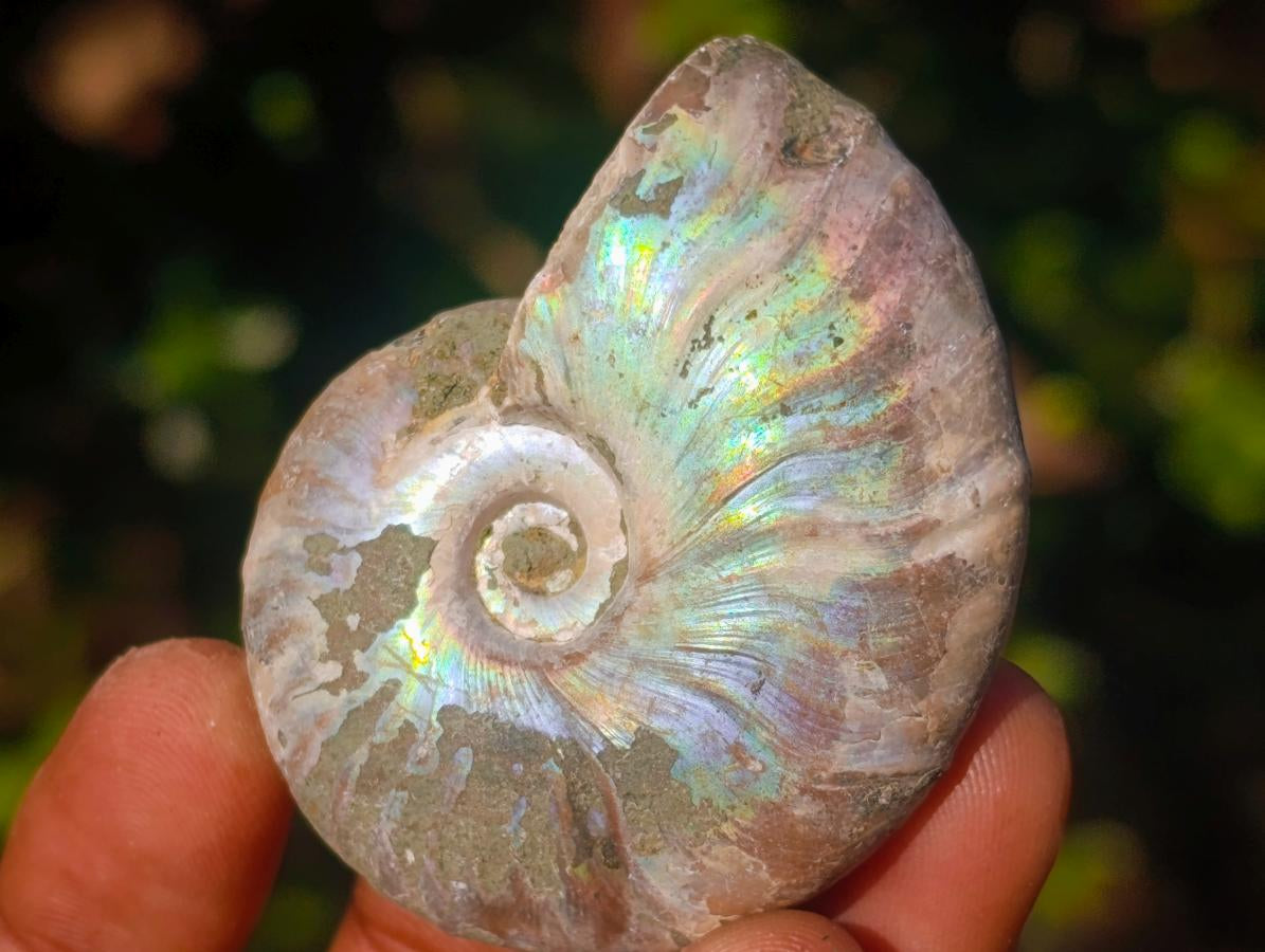Natural Opalized Cleoniceras Ammonite Fossils x 24 From Tulear, Madagascar - Toprock Gemstones and Minerals 