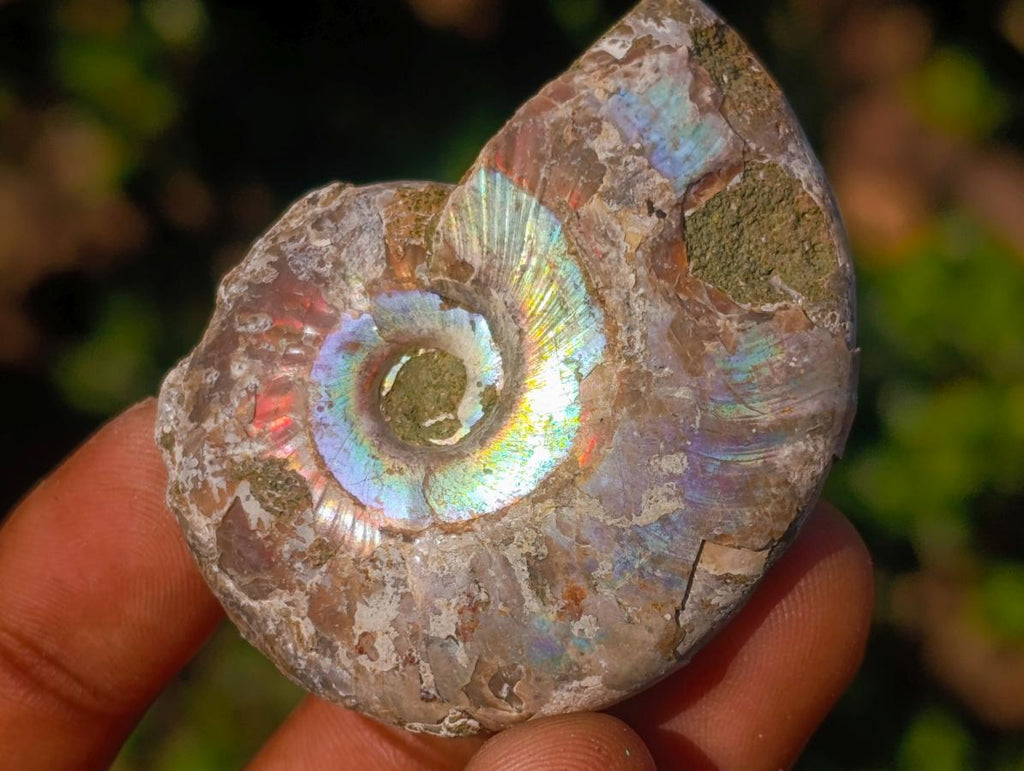 Natural Opalized Cleoniceras Ammonite Fossils x 24 From Tulear, Madagascar - Toprock Gemstones and Minerals 