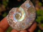Natural Opalized Cleoniceras Ammonite Fossils x 24 From Tulear, Madagascar - Toprock Gemstones and Minerals 