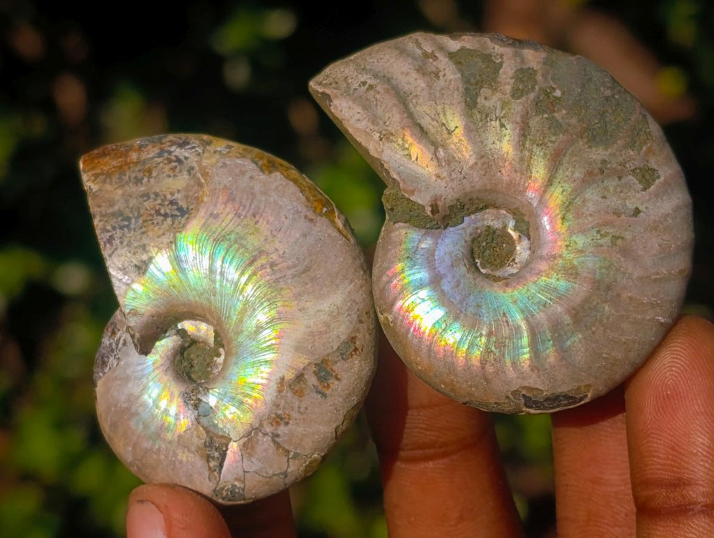 Natural Opalized Cleoniceras Ammonite Fossils x 24 From Tulear, Madagascar - Toprock Gemstones and Minerals 