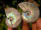 Natural Opalized Cleoniceras Ammonite Fossils x 24 From Tulear, Madagascar - Toprock Gemstones and Minerals 