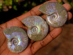 Natural Opalized Cleoniceras Ammonite Fossils x 24 From Tulear, Madagascar - Toprock Gemstones and Minerals 