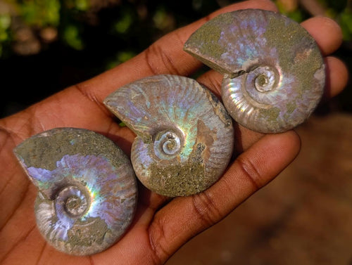 Natural Opalized Cleoniceras Ammonite Fossils x 24 From Tulear, Madagascar - Toprock Gemstones and Minerals 