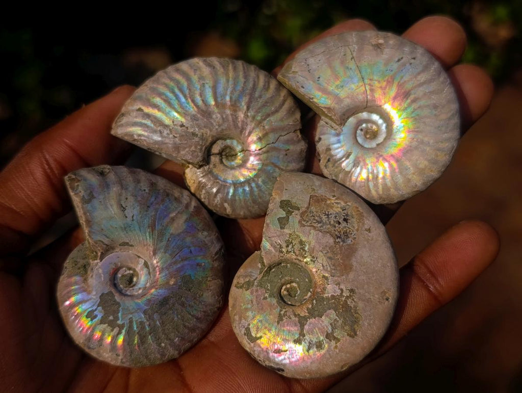 Natural Opalized Cleoniceras Ammonite Fossils x 24 From Tulear, Madagascar - Toprock Gemstones and Minerals 
