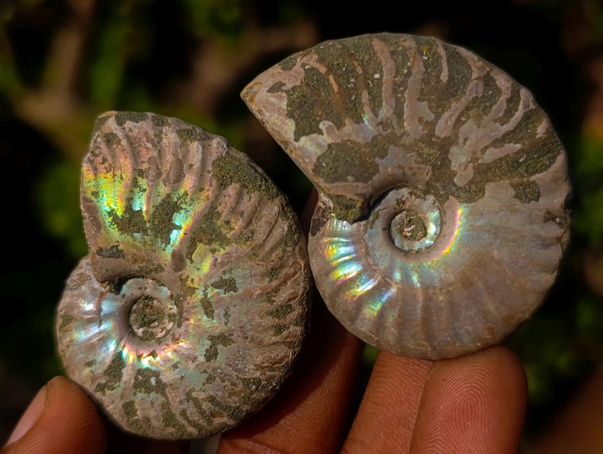 Natural Opalized Cleoniceras Ammonite Fossils x 24 From Tulear, Madagascar - Toprock Gemstones and Minerals 