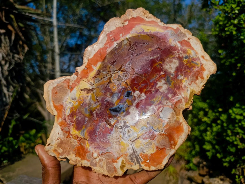 Polished Large Red Podocarpus Petrified Wood Bowl x 1 From Mahajanga, Madagascar - Toprock Gemstones and Minerals 