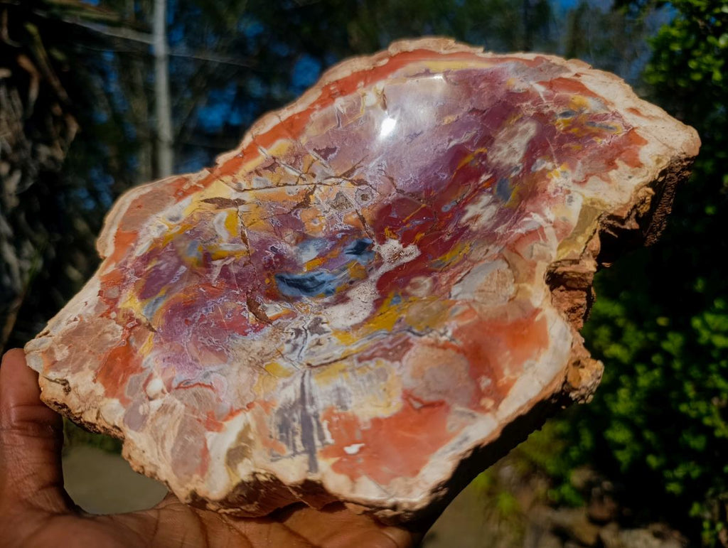 Polished Large Red Podocarpus Petrified Wood Bowl x 1 From Mahajanga, Madagascar - Toprock Gemstones and Minerals 
