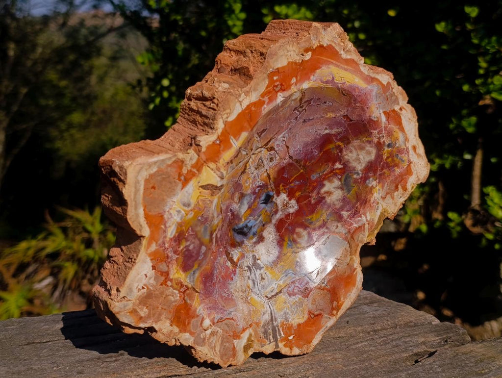 Polished Large Red Podocarpus Petrified Wood Bowl x 1 From Mahajanga, Madagascar - Toprock Gemstones and Minerals 