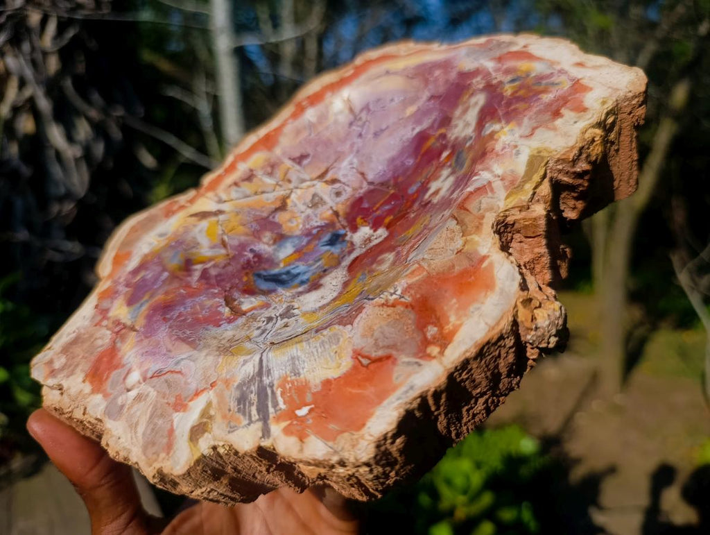 Polished Large Red Podocarpus Petrified Wood Bowl x 1 From Mahajanga, Madagascar - Toprock Gemstones and Minerals 