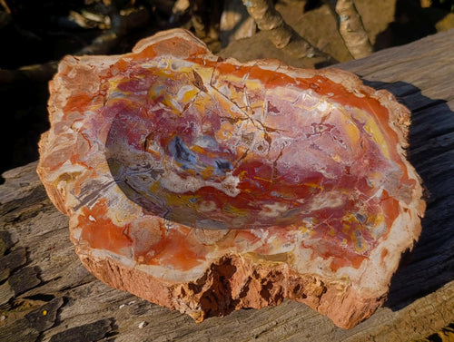 Polished Large Red Podocarpus Petrified Wood Bowl x 1 From Mahajanga, Madagascar - Toprock Gemstones and Minerals 