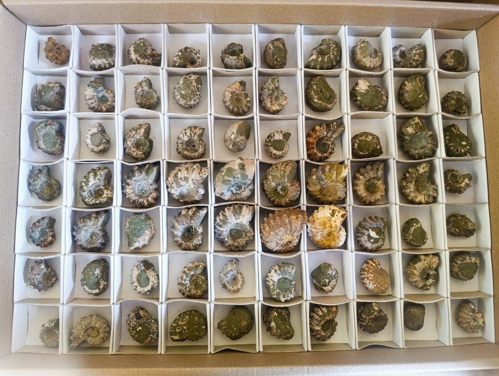 Natural Douvilleiceras Spiney Ammonite Fossils x 70 From Maintirano, Madagascar - Toprock Gemstones and Minerals 