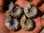 Natural Douvilleiceras Spiney Ammonite Fossils x 70 From Maintirano, Madagascar - Toprock Gemstones and Minerals 
